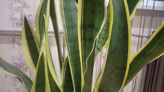 Сансивиерия цветёт 🤗 смотреть онлайн