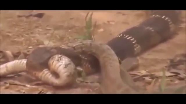 Giant Anaconda vs King Cobra, Python, Other Snakes, Amazing Wild Animal Fight'new' смотреть онлайн