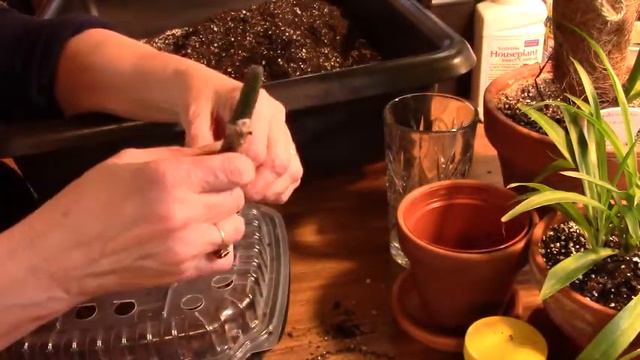 Repotting Selloum, Pilea and Red Emerald смотреть онлайн