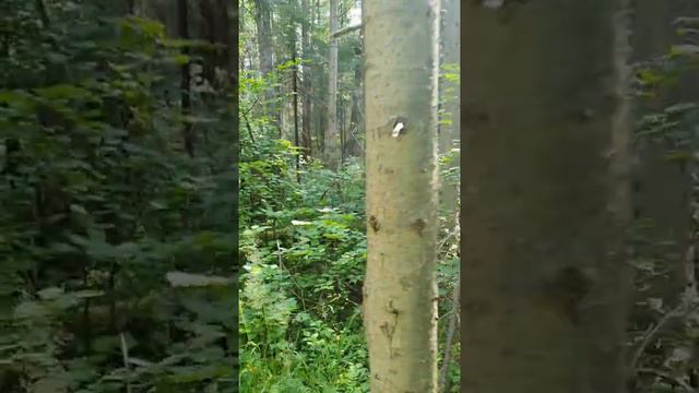 Нагонка смычка русских гончих. / Выжловки 9 месяцев смотреть онлайн