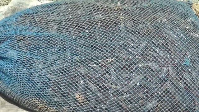 PRAWNS/SHRIMP HARVESTING - EPISODE 2 смотреть онлайн