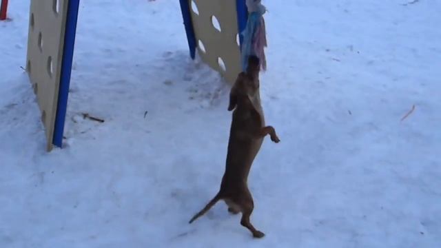 Собака на канате!!!.MOV