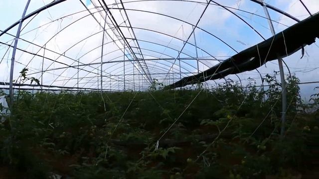 Обзор туннельной теплицы. ООО "АгроСтройКомплект" смотреть онлайн