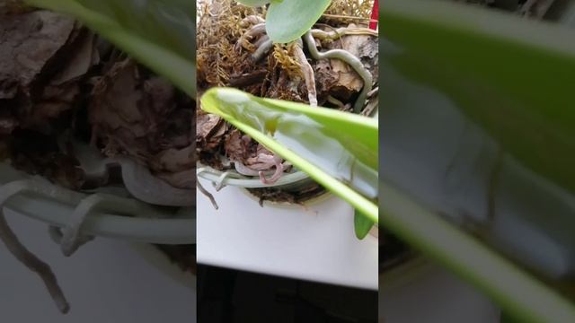 У орхидеи никогда не будет гнилых корней.