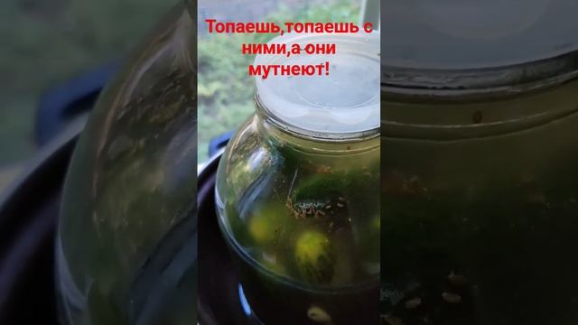 Почему не "хотят " огурцы нам подчиняться?!? То банки мутнеют,то крышки слетают! смотреть онлайн