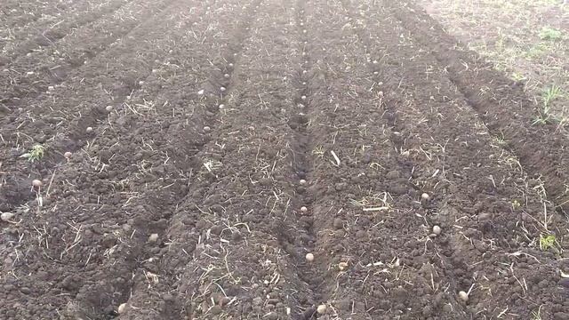 Экономия времени, сил и средств при посадке картофеля The savings in planting potatoes смотреть онлайн
