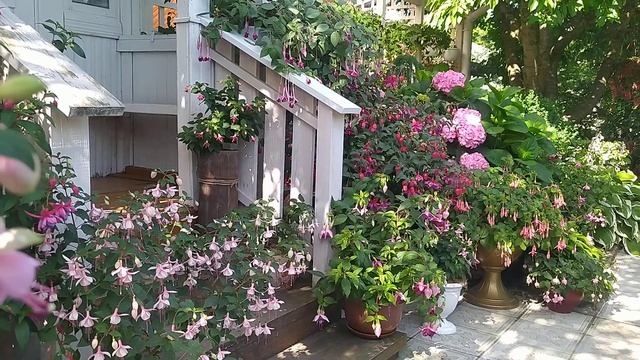 Ответ на вопрос,об уходе за фуксиями. смотреть онлайн