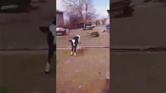 ole dzhan. В мире животных. смотреть онлайн