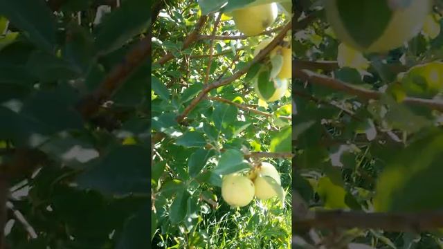 Яблоки сорта Белый налив Двадцать Второго Июля - один уже начинает подгнивать смотреть онлайн