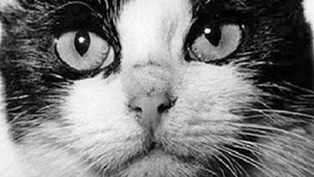 Первая и единственная кошка космонавт смотреть онлайн