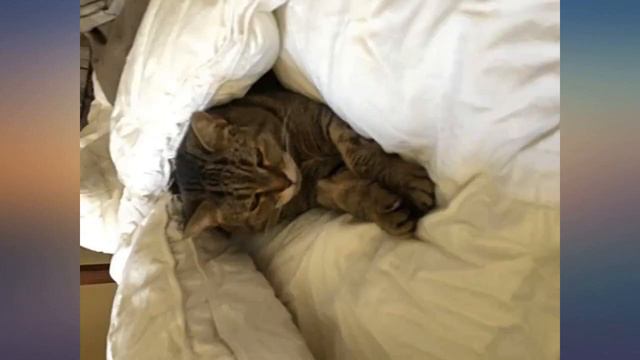 Pinzon 160 Gram Plaid Flannel Cotton Bed Sheet Set, California King, Cream // Blue review смотреть онлайн