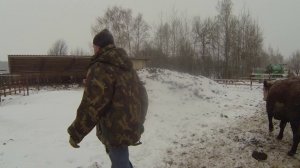 Содержание герефордов