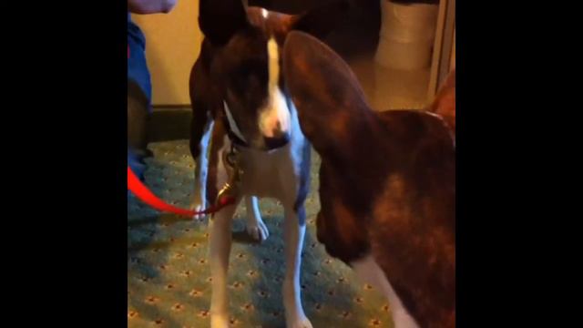 Basenji meets herself for the first time, and isn't impressed. смотреть онлайн