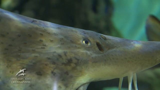 рыбы смотреть онлайн