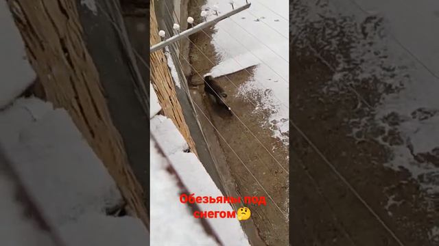 Зоопарк Ижевск - обезьяны под снегом смотреть онлайн