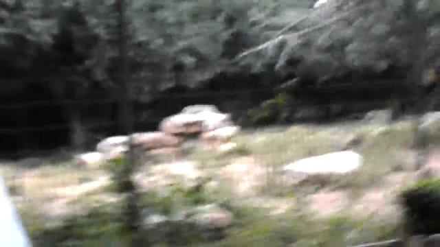 Израиль -- Рамат-Ган -- Сафари - Зоопарк Павианы и волки смотреть онлайн