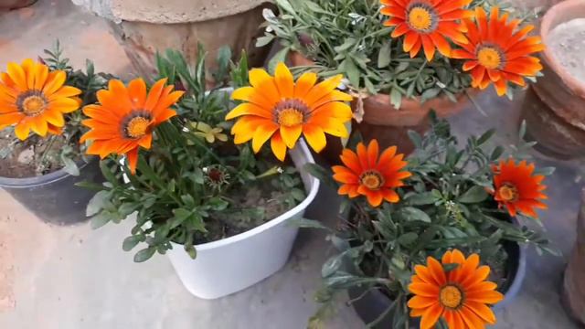 Gazania care | Gazania Propagation | How to get maximum flowers on Gazania смотреть онлайн