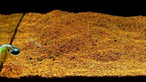 Разбираемся в параметрах аквариумной воды. Нитраты : Фосфаты.