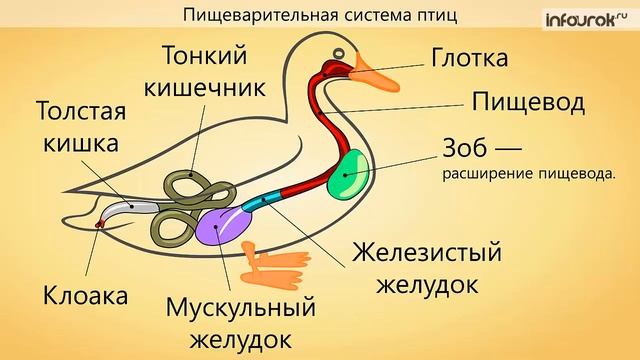 Общая характеристика птиц смотреть онлайн