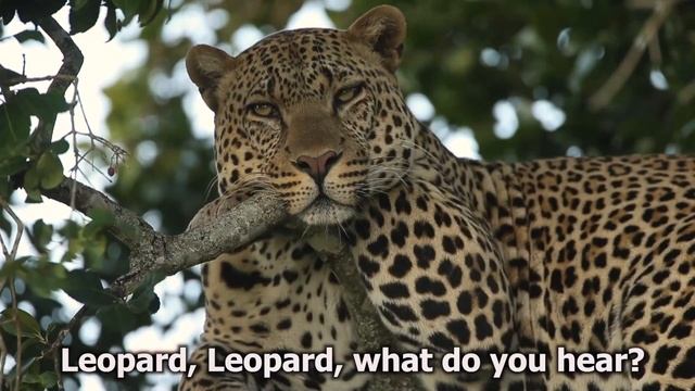 Polar Bear, Polar Bear, What do you hear? (Read Aloud) by Eric Carle & Bill Martin Jr. #animals смотреть онлайн