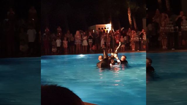 Синхронное плавание менеджеров Дельфина смотреть онлайн