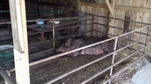 заливка пола в свинарнике, для поросят. Как залить пол своими руками.