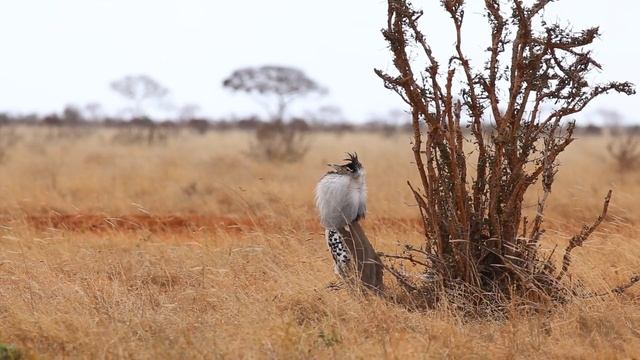 Tsavo East National Park- Scenes from Tsavo East, Kenya Safari #Tsavoeast #Tsavosafari #safarikeny смотреть онлайн