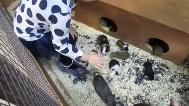 Гранд Каньон/ Контактный зоопарк. СПб. смотреть онлайн