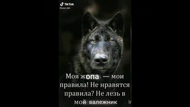 подборка видосов с тик-тока, безумно можно быть первым, волк, цитаты волка смотреть онлайн