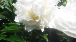 пион Блаш квин