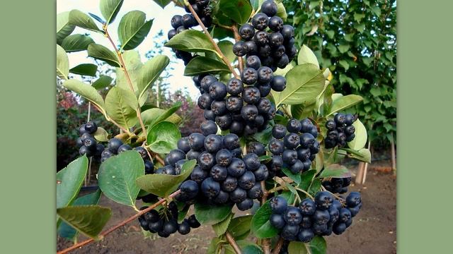 Плодовые деревья и кусты Крыма: фрукты, ягоды, орехи.