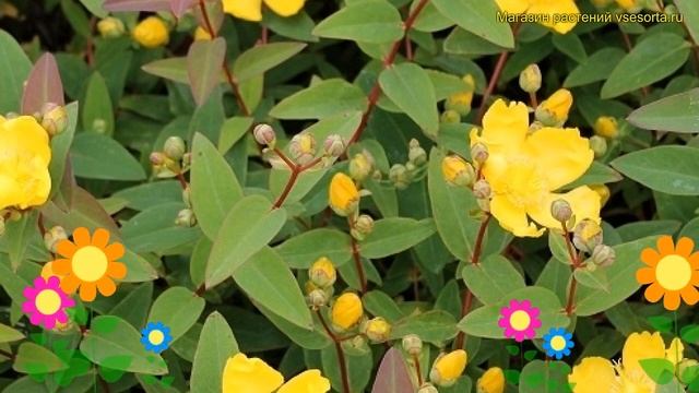 Зверобой раскидистый Хидкот. Краткий обзор, описание характеристик hypericum patulum Hidcote смотреть онлайн