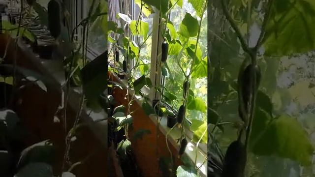 Огурцы на балконе (лоджии) смотреть онлайн