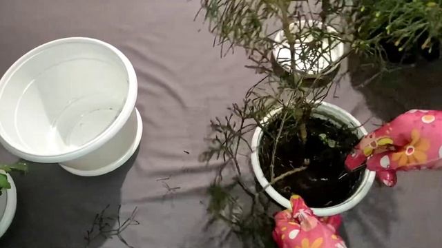 Хатиора. Уход в домашних условиях. Неприхотливый сад