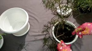 Хатиора. Уход в домашних условиях. Неприхотливый сад