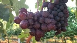 Виноград Клубничный