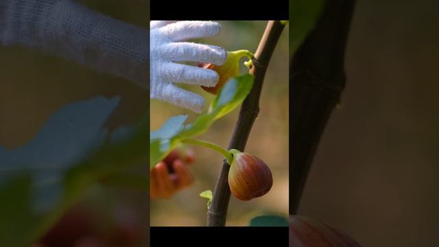 Picking Fig #satisfying #shots #fyp #nature #farmlife💐 смотреть онлайн