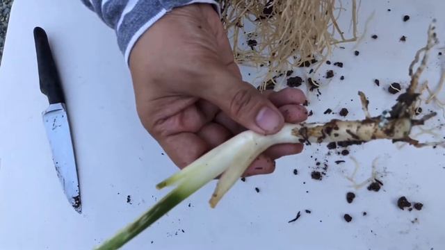 Variegated Manila's Pride Aglaonema PROPAGATION