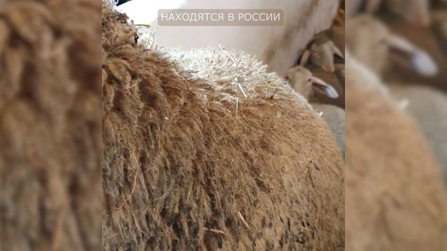 Овцы породы Мериноландшаф! Мясная, шерстяная порода овец! Племенные овцы породы Мериноланд ярки! смотреть онлайн
