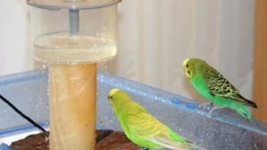 ?Как купать волнистого попугая в домашних условиях?