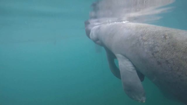 Ламантины в Кристал Ривер - Подводный Клуб МГУ смотреть онлайн