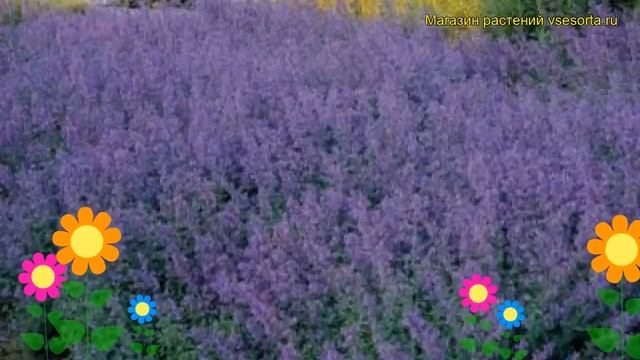 Котовник фассена Светло Синий. Краткий обзор, описание характеристик, где купить саженцы смотреть онлайн