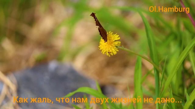 Как жаль, что нам двух жизней не дано... /Татьяна Чанчибаева/ смотреть онлайн