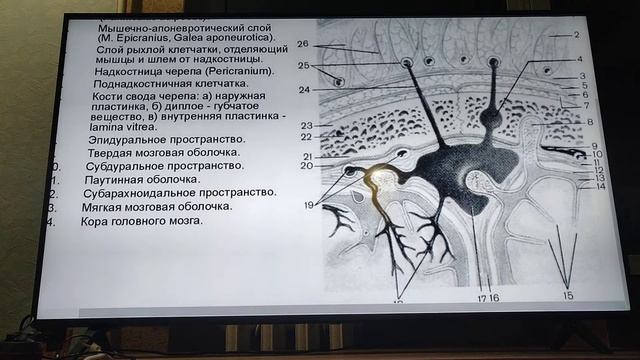ЛОБНО-ТЕМЕННО-ЗАТЫЛОЧНАЯ область