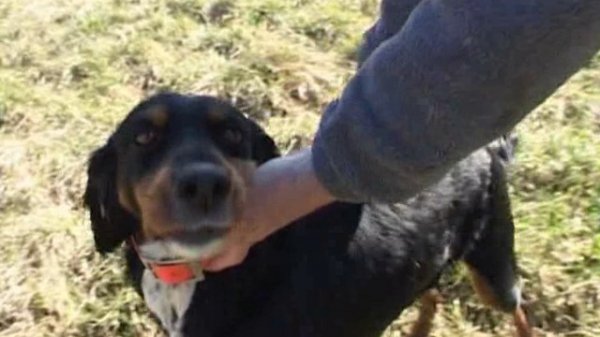 Щенок: основы благополучного будущего собаки (2006)