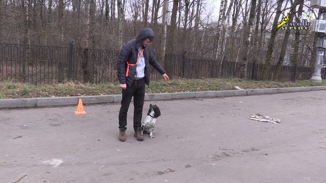 Память спаниеля, проверка навыков, после большого перерыва в дрессировке смотреть онлайн