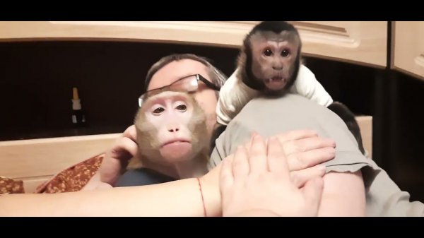 Руки прочь, МОЙ значит МОЙ #monkey #обезьяна #макака #дикиеживотные