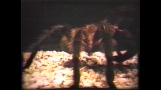 Тарантелла(1989) ПЕРВЫЙ ФИЛЬМ КРИСТОФЕРА НОЛАНА.