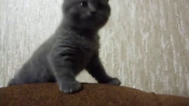 Вислоухий котенок смотреть онлайн