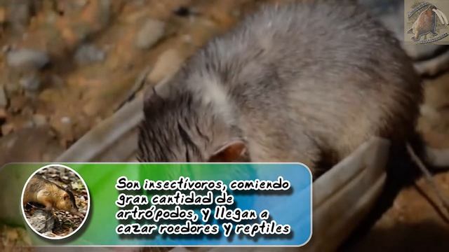 solenodonte de la Española: Un mamífero venenoso - documental de animales salvajes смотреть онлайн